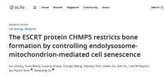 宣武医院团队揭示CHMP5基因在骨骼干细胞衰老中的作用